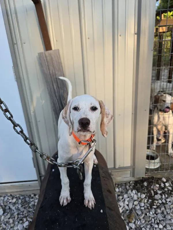 12 WEEK OLD FEMALE POINTER PUPPIES. INDIANA English Pointer