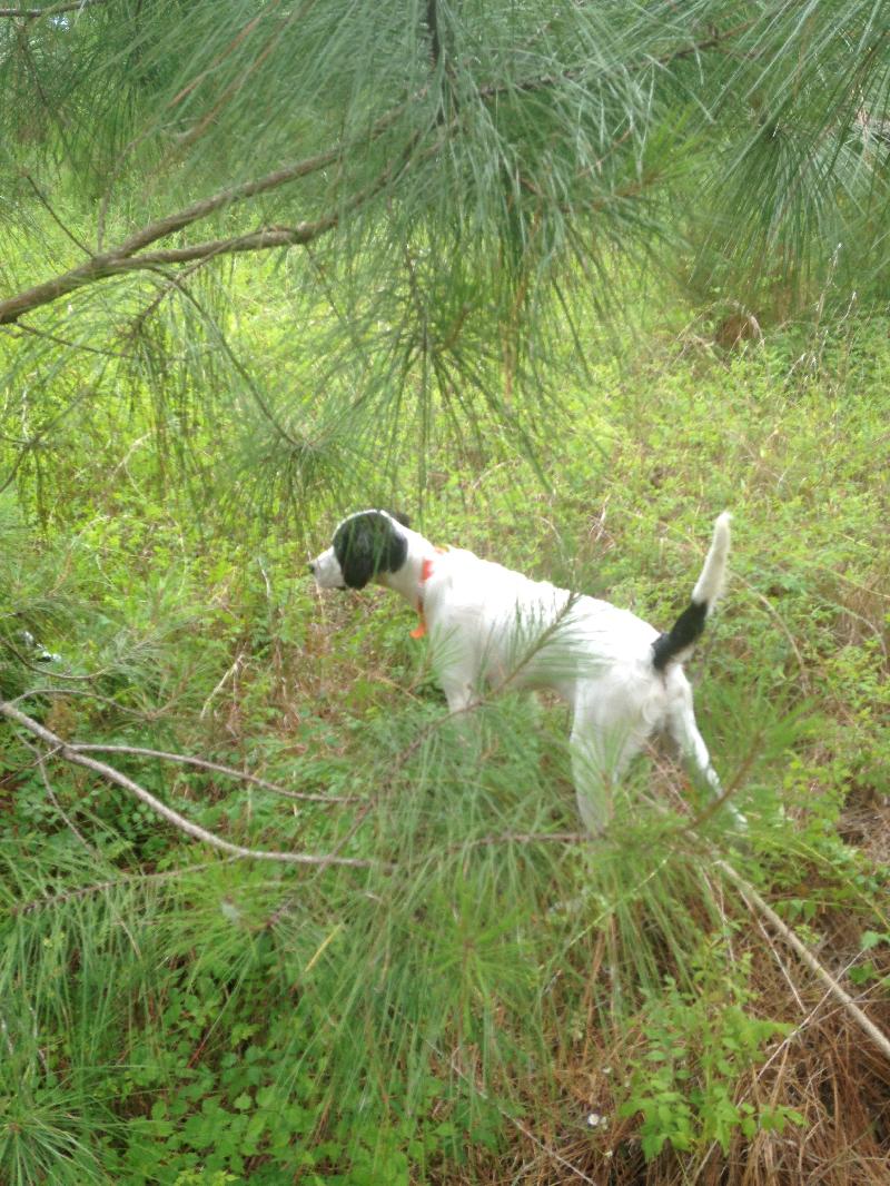 NICE SETTER PUP FOR SALE English Setter
