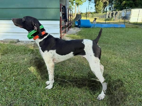 German Shorthaired Pointer