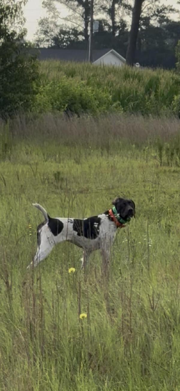 German Shorthaired Pointer