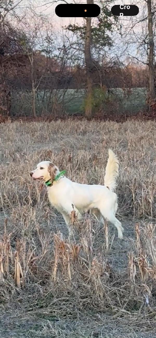 DIRECT SON OF PONDEROSA MAC English Setter