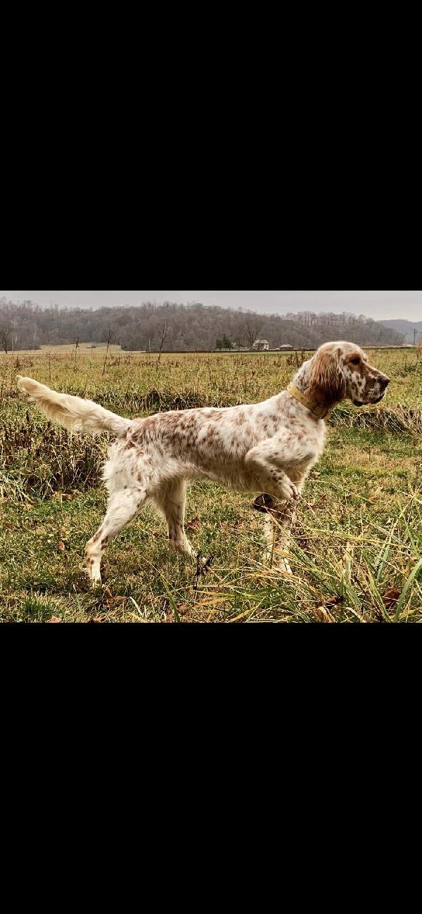 PINECREEK ENGLISH SETTERS