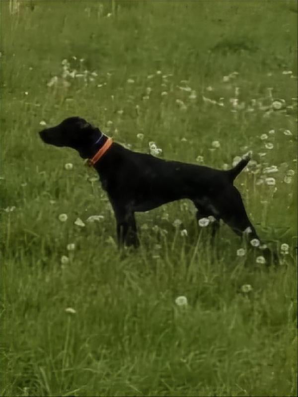 German Shorthaired Pointer