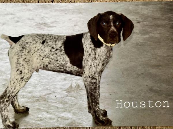 German Shorthaired Pointer