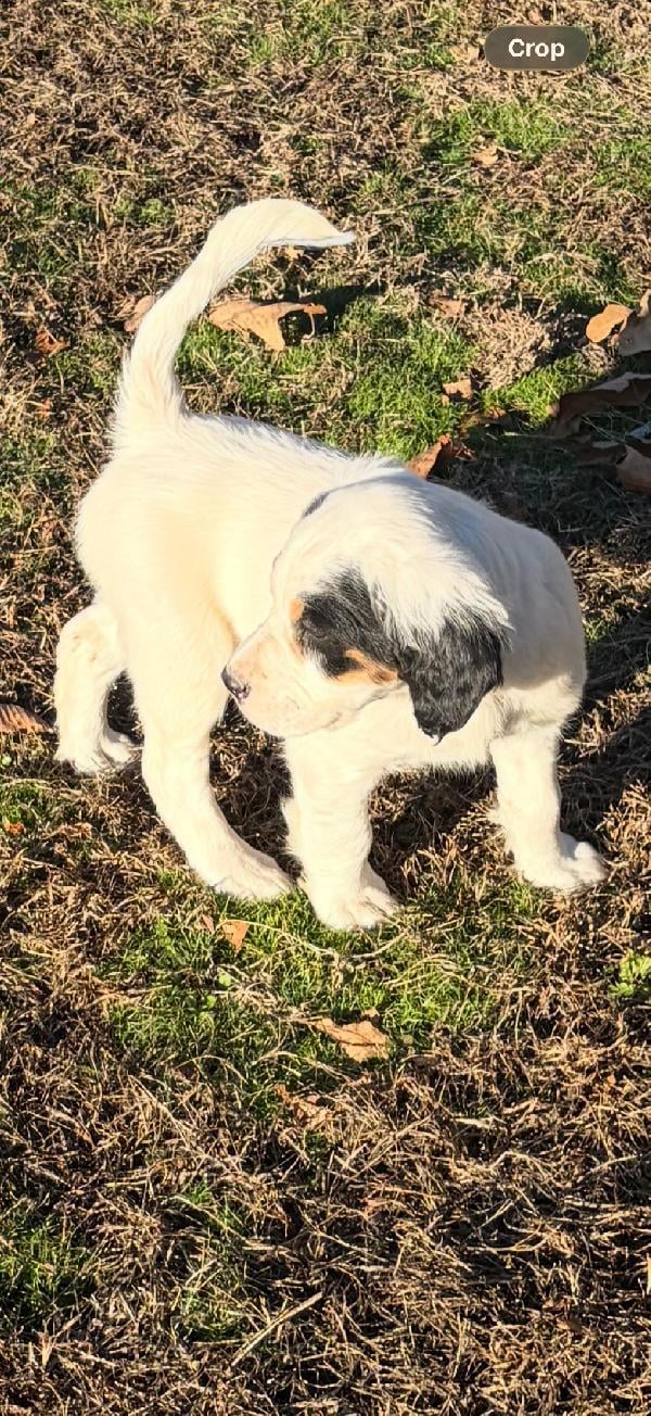 SETTER PUPS FOR CHRISTMAS English Setter