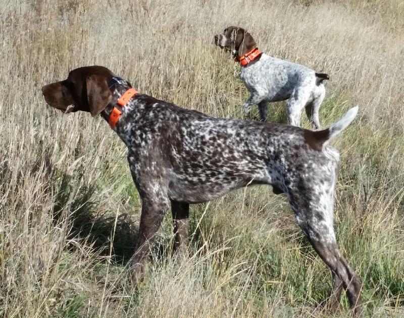 AKC GERMAN SHORTHAIR POINTER PUPS