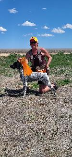 AKC JUNIOR HUNT TITLED, SHOW QUALITY GSP