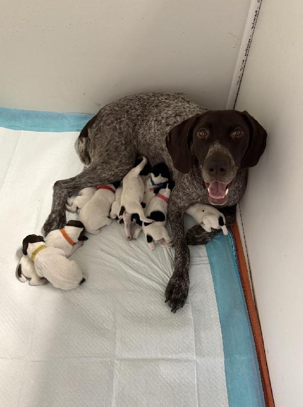 German Shorthaired Pointer
