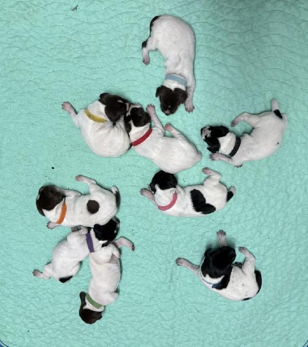 5 LIVER & WHITE AND 4 BLACK & WHITE PUPS