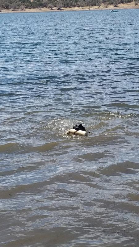 SIRE RETRIEVING AT 6 MONTHS OLD.