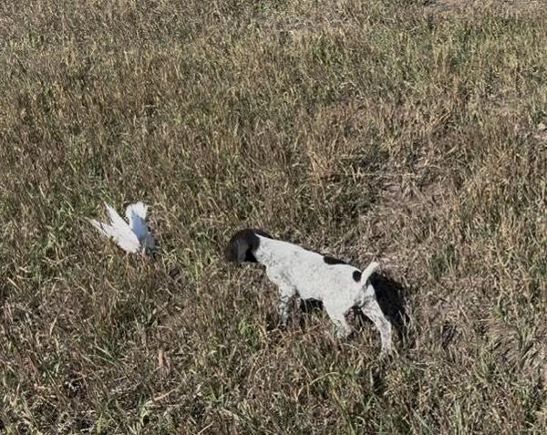 German Shorthaired Pointer