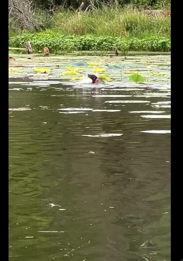 DAM TRAINING FOR NAVHDA TEST