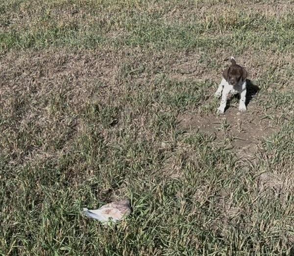 STORM POINTING LIVE PIGEON AT 6 WEEKS OLD