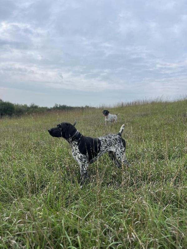 German Shorthaired Pointer