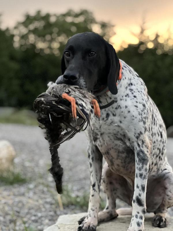 SIRE TRAINING FOR NAVHDA TEST