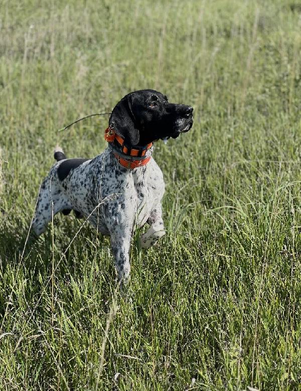 SIRE ON A BEAUTIFUL POINT