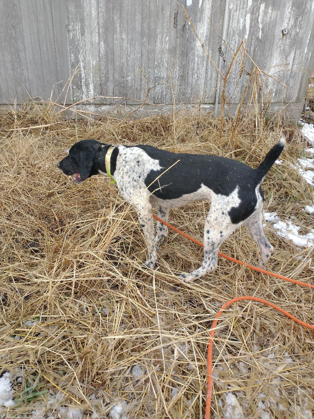 STARTED 1 YEAR OLD MALE GSP