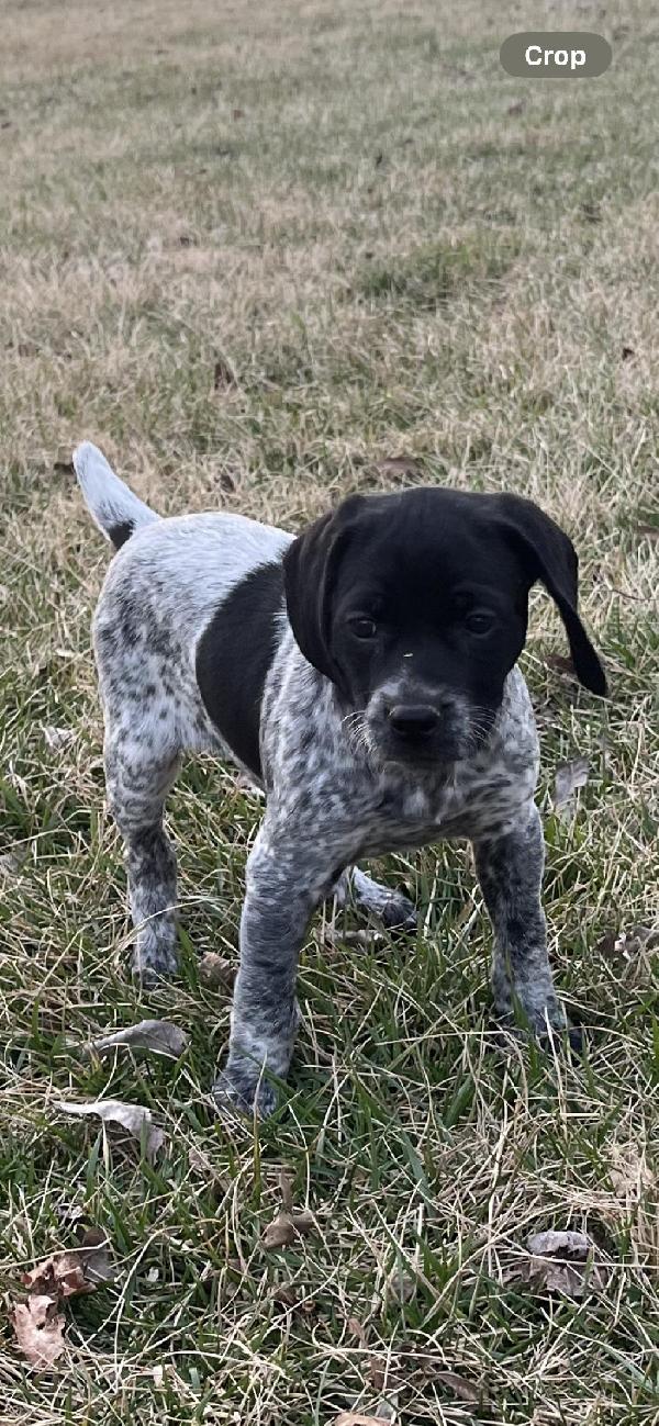 FEMALE GSP BLACK & WHITE TICKED PUP FOR SALE