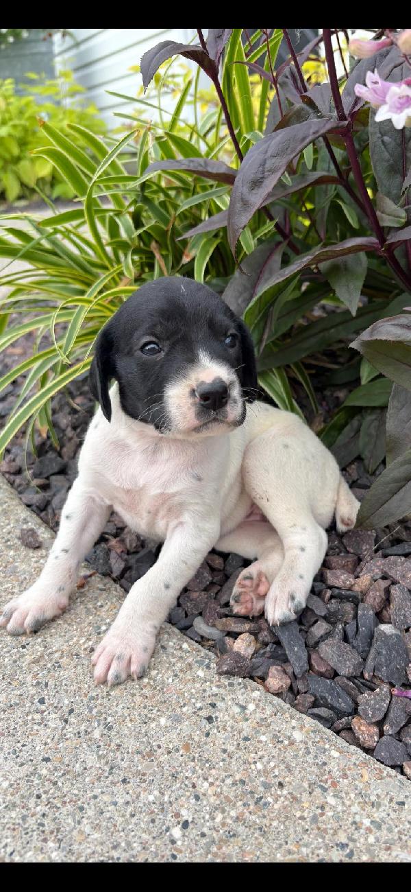 German Shorthaired Pointer