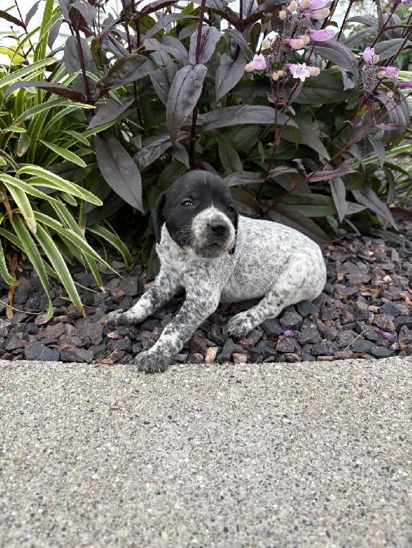 German Shorthaired Pointer