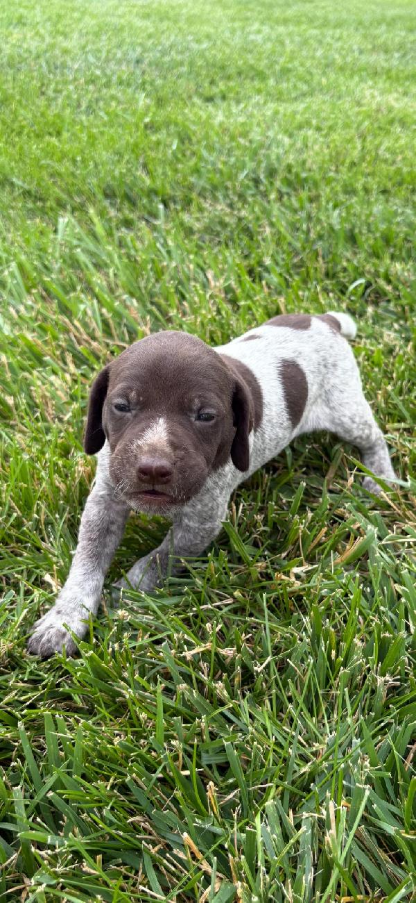 German Shorthaired Pointer