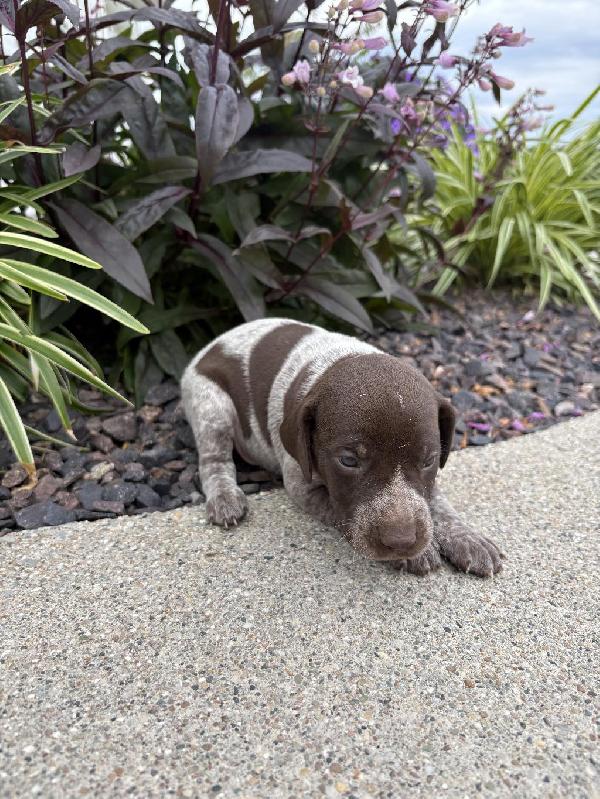 German Shorthaired Pointer