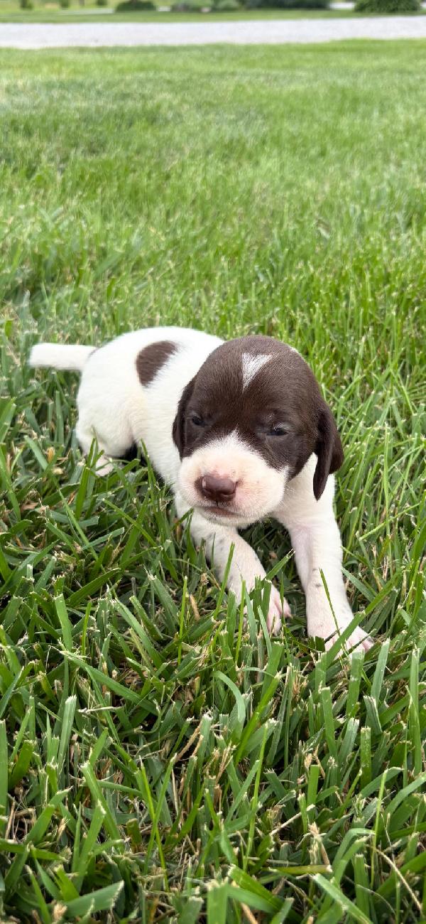 German Shorthaired Pointer