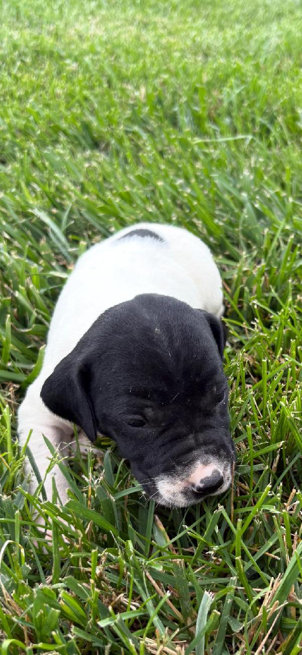 German Shorthaired Pointer