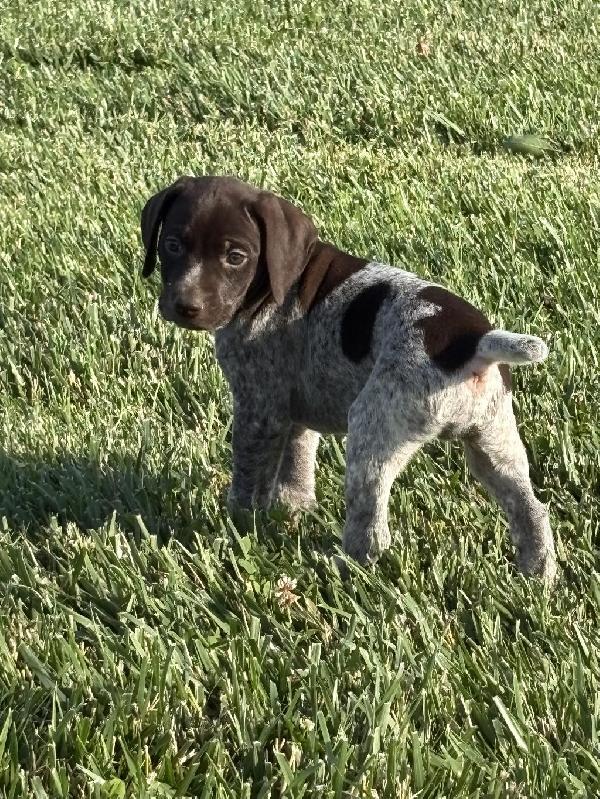 German Shorthaired Pointer