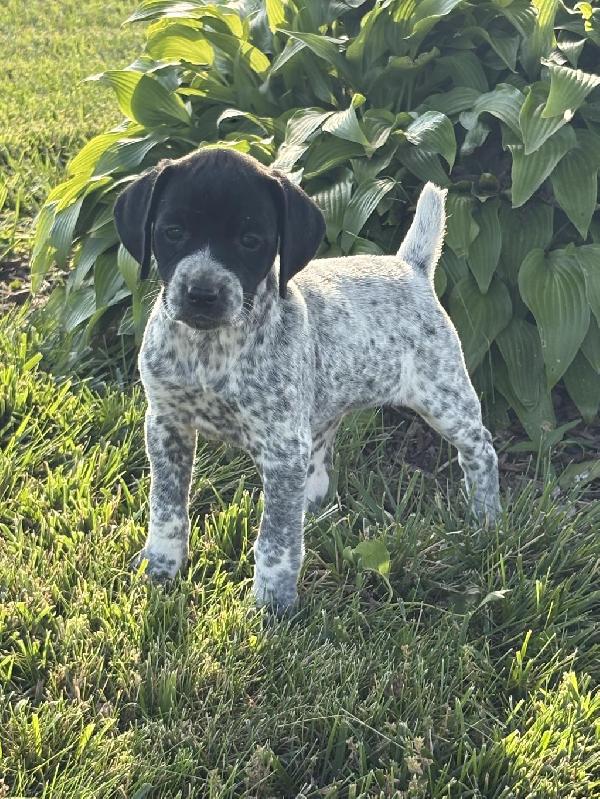 German Shorthaired Pointer