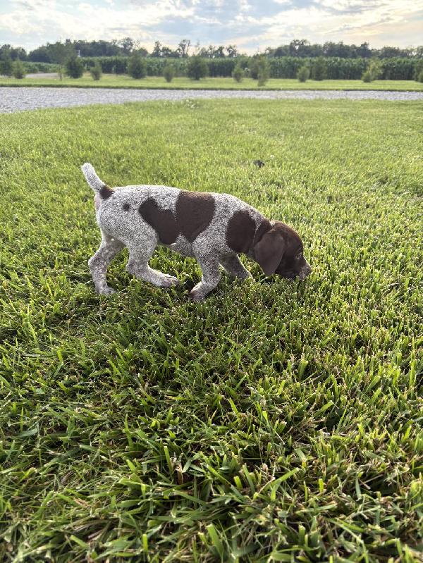 German Shorthaired Pointer