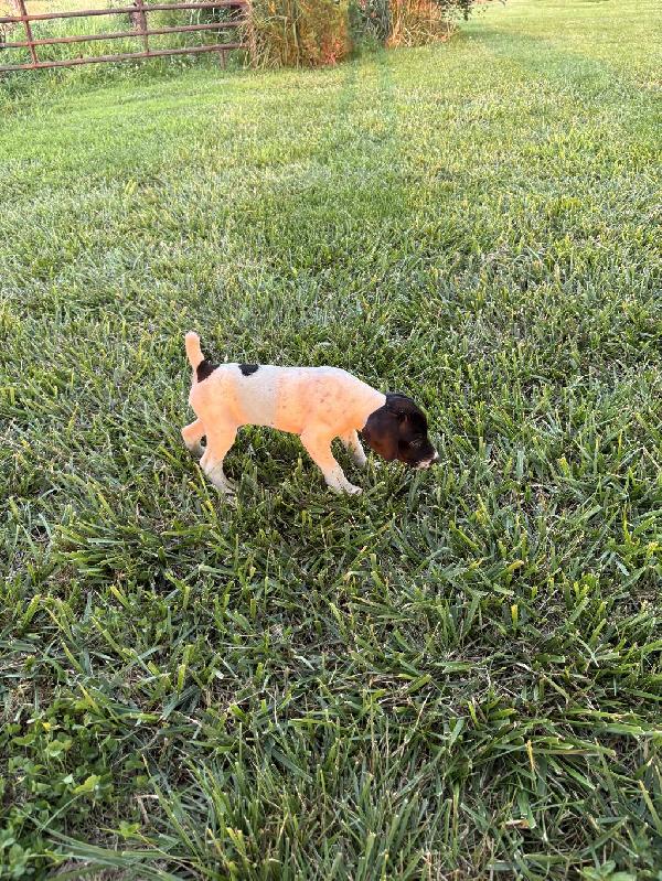 German Shorthaired Pointer