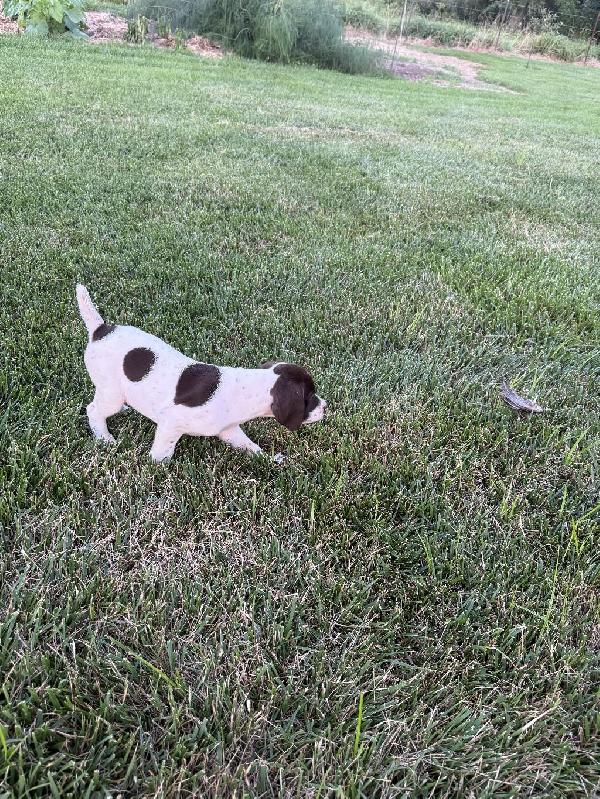 German Shorthaired Pointer