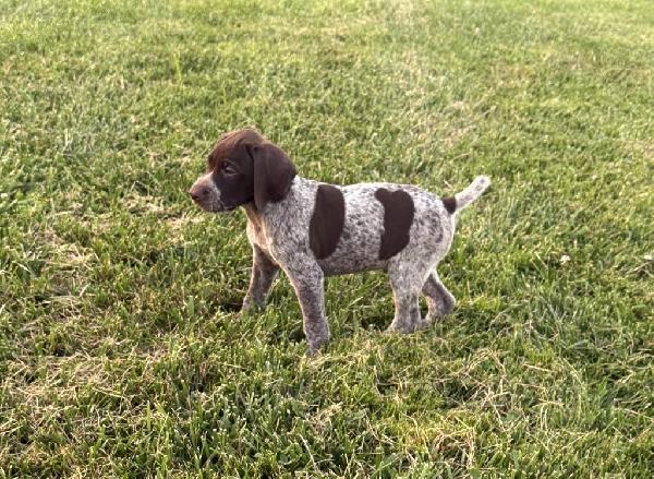 German Shorthaired Pointer