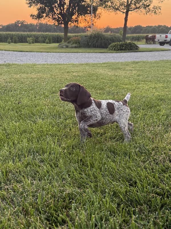 German Shorthaired Pointer