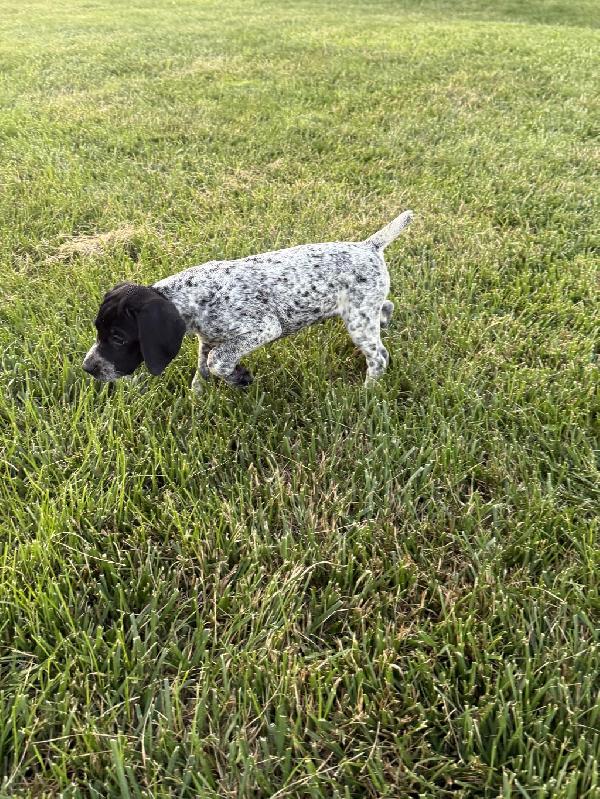 German Shorthaired Pointer
