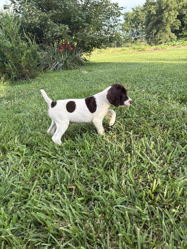 MALE LIVER AND WHITE TICKED GSP PUP FOR SALE German Shorthaired Pointer