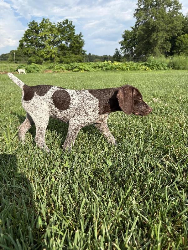 MALE LIVER ROAN GSP PUPPY FOR SALE German Shorthaired Pointer