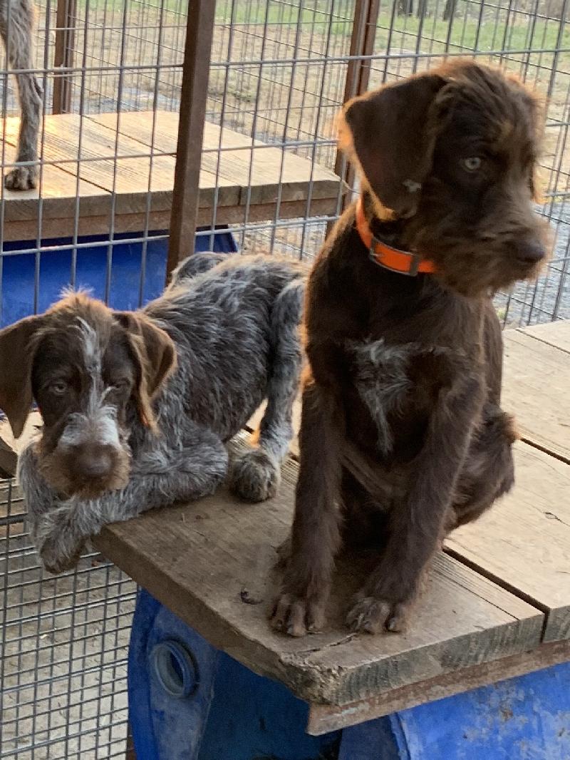 WORTHINGTONS AKC KANSAS WIERHAIRS German Wirehaired Pointer