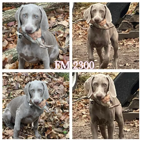 AKC FEMALE WEIMARANER PUPS Weimaraner