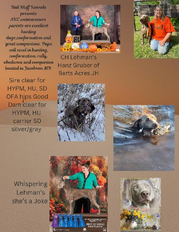 Ball Bluff Kennels annouce Weimaraner Littert