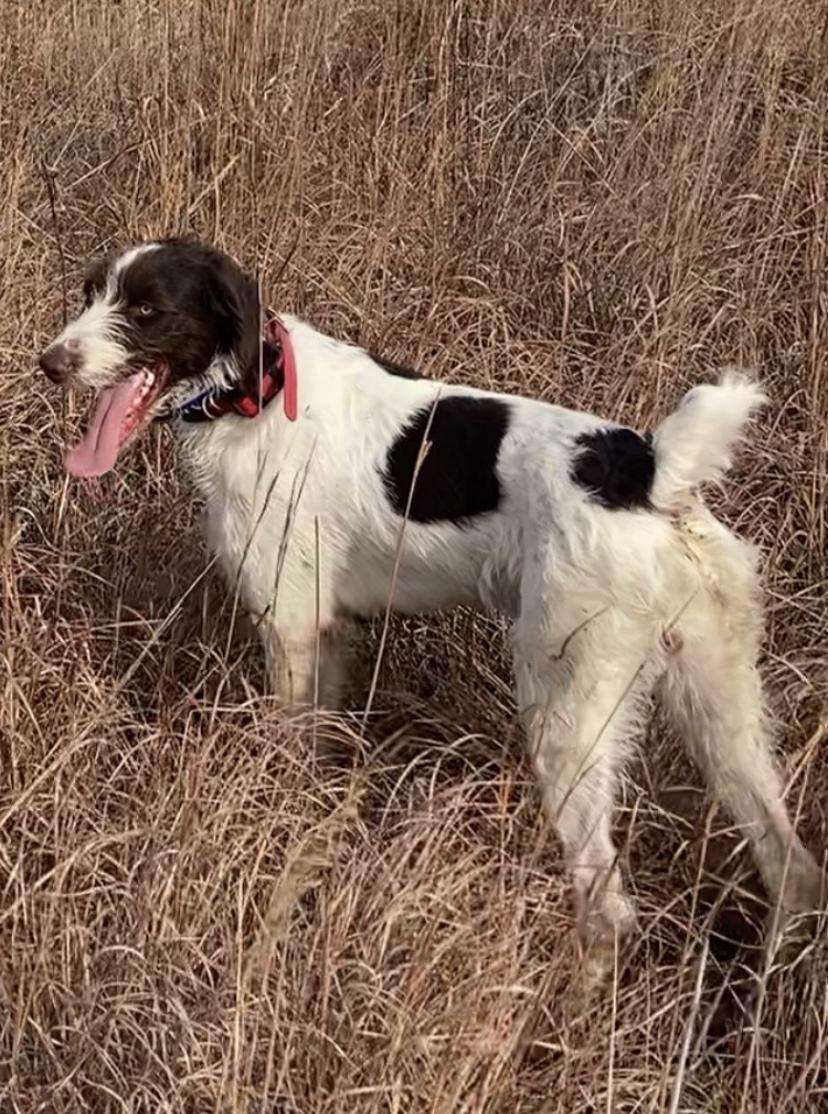 FEMALE GERMAN WIREHAIR
