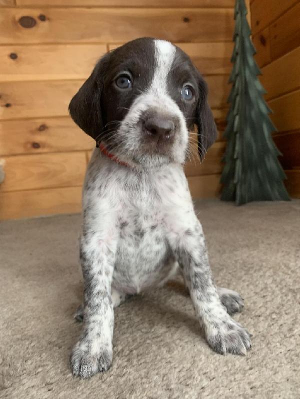 GERMAN WIREHAIR PUPS AVAILABLE NOW