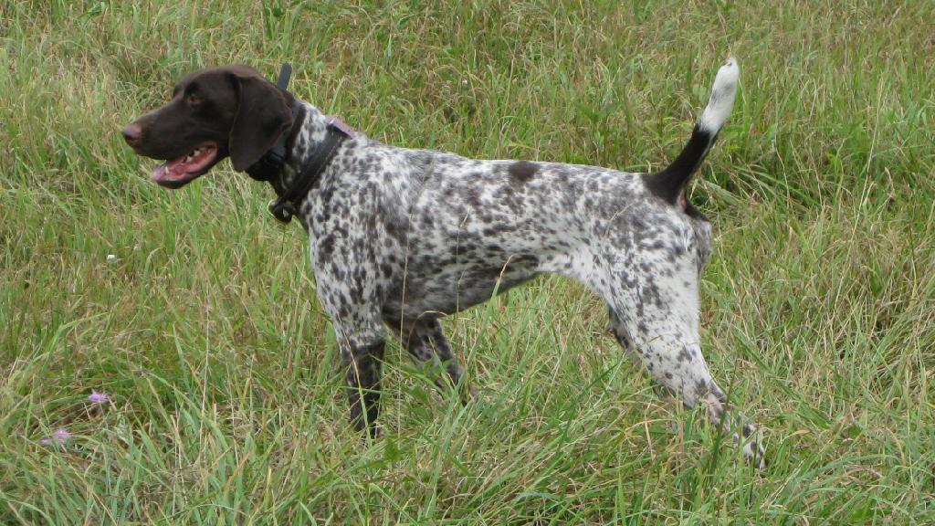 7 YEAR OLD HOT TICKED LIVER GSP FEMALE