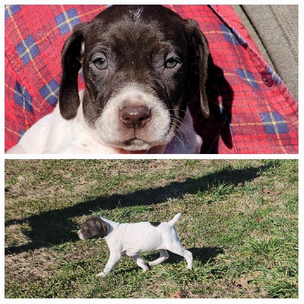 AKC GERMAN SHORTHAIRED POINTER