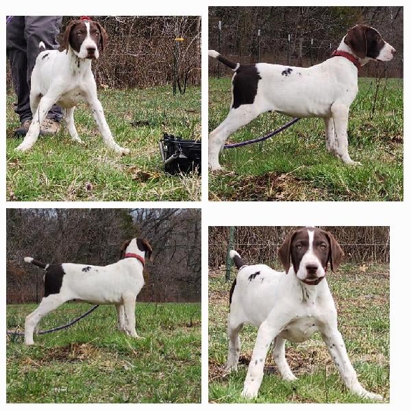 German Shorthaired Pointer