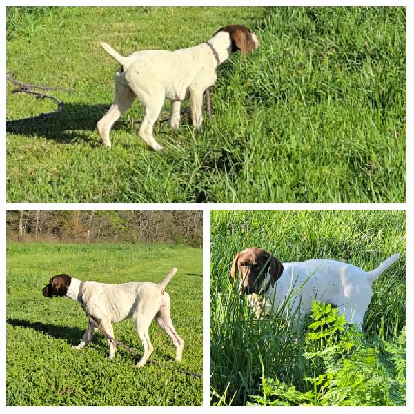 German Shorthaired Pointer