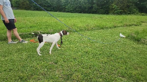 German Shorthaired Pointer