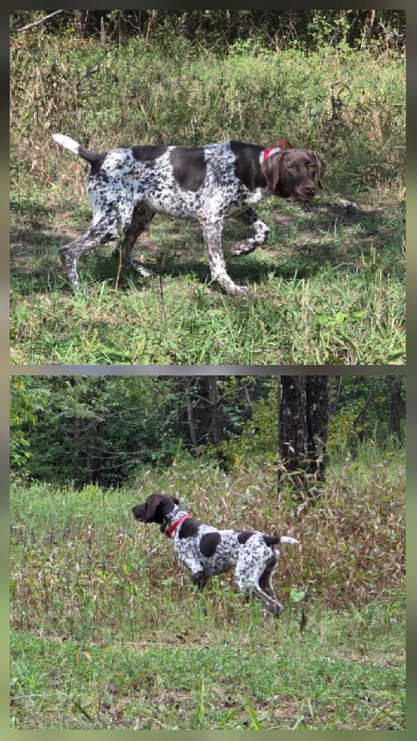 German Shorthaired Pointer