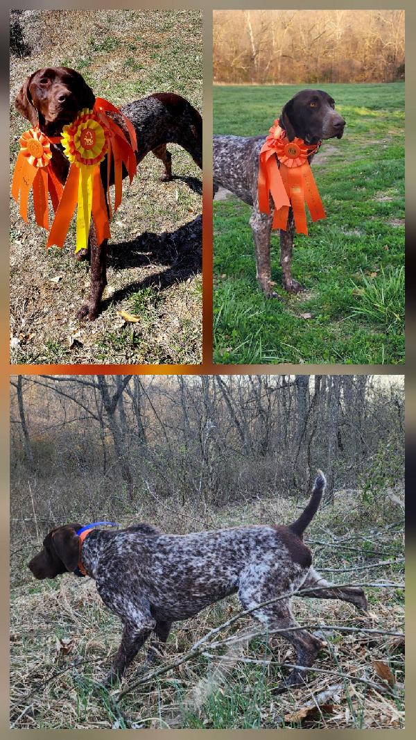 German Shorthaired Pointer